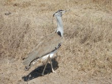 Bustard
