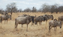 Wildebeests