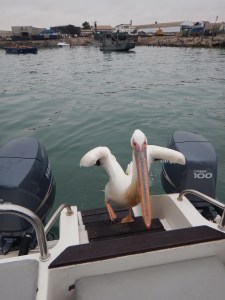 Our Pelican Friend