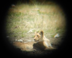 Through Binoculars