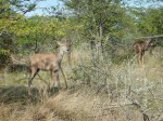 Female Kudu