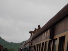 Just Hanging out on the Roof