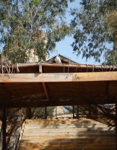 Dove Appeared at the Baptismal Site