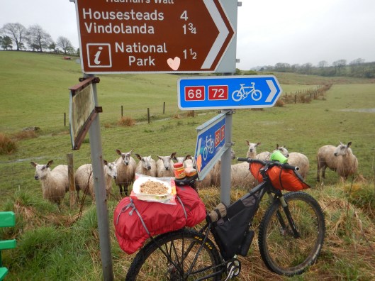 Even the Sheep were Interested in my Delicious Peanut Butter, Honey, and Granola Wrap