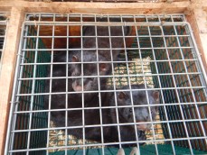 The valuable animals themselves