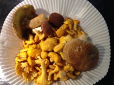 Freshly picked mushrooms from the forest!
