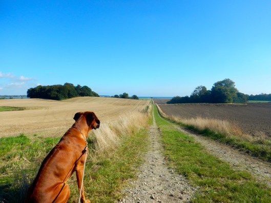 Heading out for a lovely sunny walk!