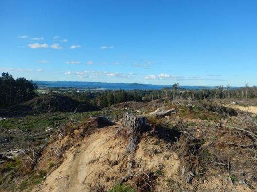 The trail weaving through freshly felled trees